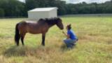 Assateague Horse- Chip, relocated to Black Beauty Ranch