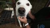 South Korea dog meat farm closure - September 2026 -  Media Broll
