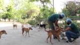 India street dogs selects - 2020