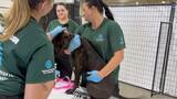 HWFA_SC_Dog Fighting_Shelter Vet Checks_Broll_2025_KH