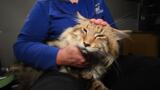 VA Cat Breeder Rescue at Care Center-Broll-Oct 2023