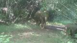 Media BROLL - Viet Nam elephant conservation