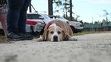 Hurricane Helene HSUS Response - 2024 -Vet Clinic - Florida- Broll