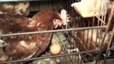 Battery Cages B-Roll - Australia