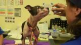 Dogs recovering at HSUS care center from dogfighting rescue