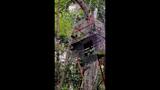 Guatemala Parrot Release 2025-Media BROLL