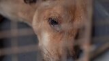 Indonesian Dog Meat Market Rescue March 2022 - Broll