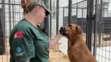 South Korea - Dog Meat - Hagerstown - October 2026 - Media Broll