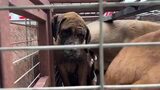 South Korea Dog Meat Farm Fire 2025