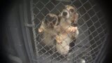 New York Breeding Facility Undercover Investigation - Nov 2025 - BROLL
