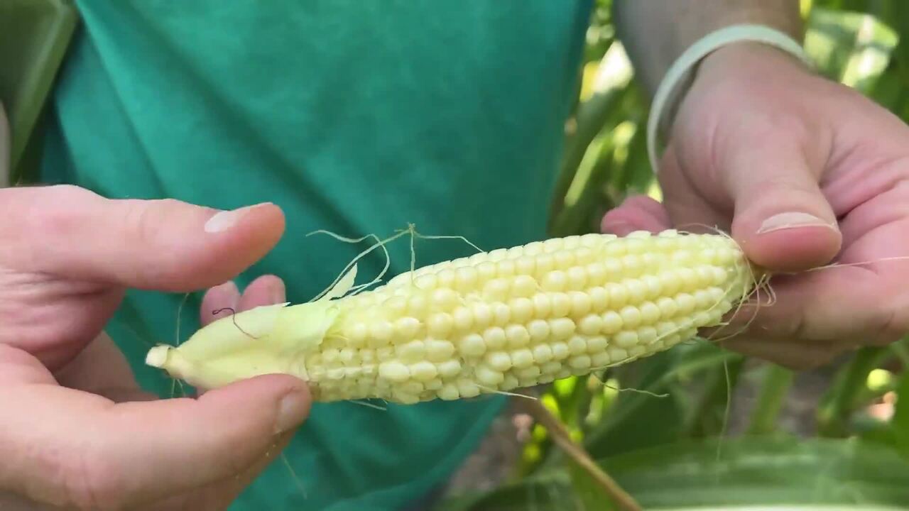 Farmer Discovers Startling Reality of Drought