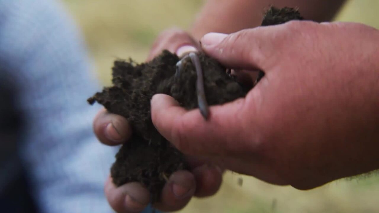 Farmers in Dry Climates Use Holistic Approach to Soil Health Including Cover Crops