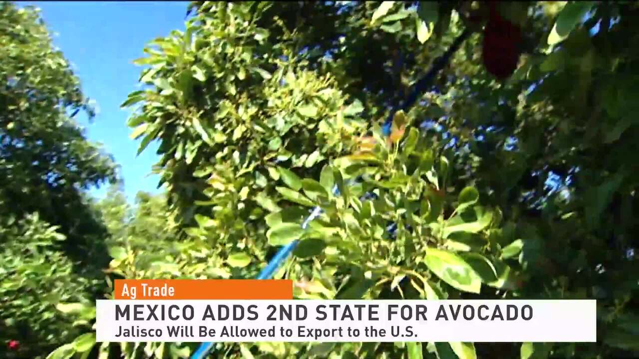 Mexico State Avocadoes 121021 - Farm Journal TV