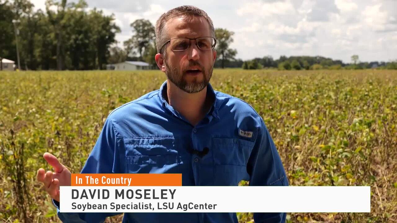 Soybean Damage 090922 - NEWS FEED - Farm Journal TV