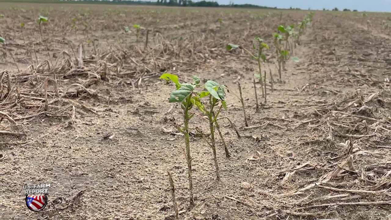 Texas Farmers Battle Wild Weather at Planting, Prompts USDA to Cut Cotton Acres in June Report