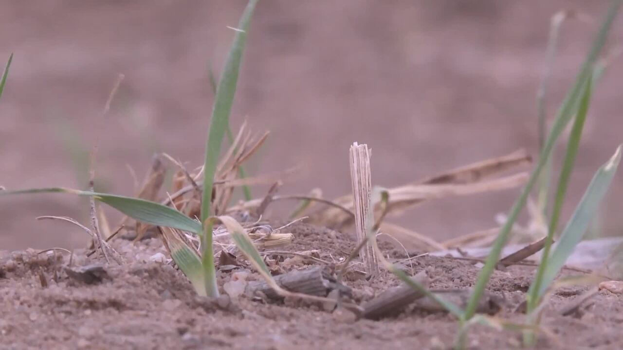 El Nino to Weaken by Spring: What Does it Means for Grain and Livestock Producers?