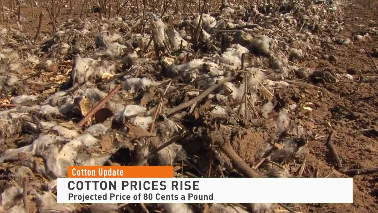 Cotton Prices Climb as Tropical Storm Swamps Market with Supply Fears