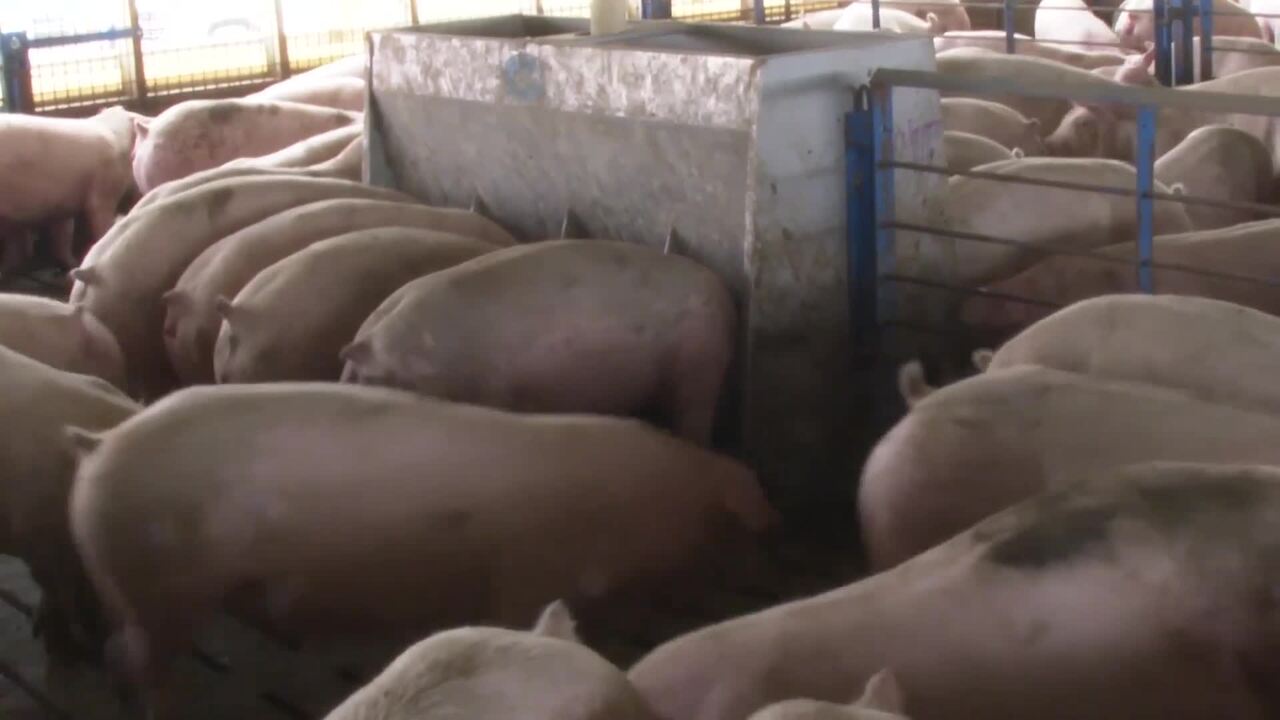 Hope for Pork Profitability in 2024 is Fading