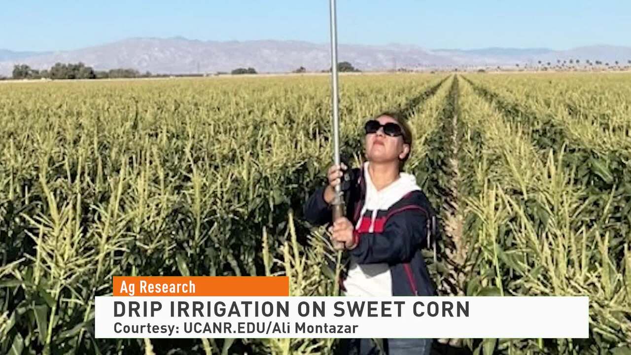 Drip Irrigation on Sweet Corn 063022 Farm Journal TV