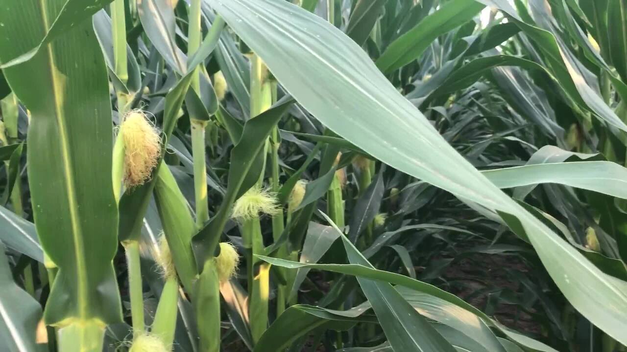 Give Corn A ‘Big Push’ With Better Nitrogen Allocation