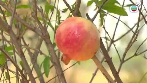 tập 01