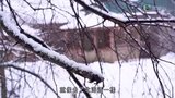 第08集