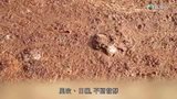 Tập 4