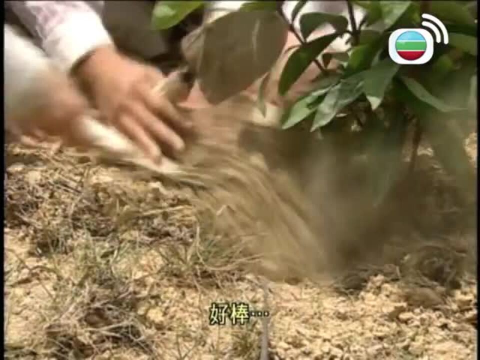 帝女花-Perish in the Name of Love