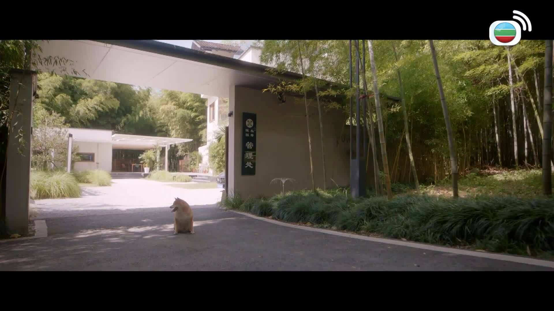 Double Happiness-綻放的許開心