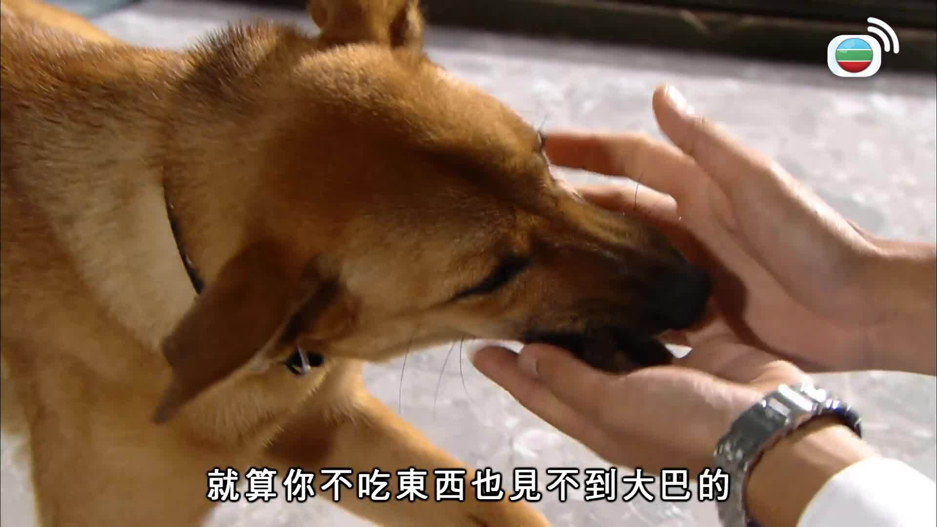 當狗愛上貓-When A Dog Loves A Cat