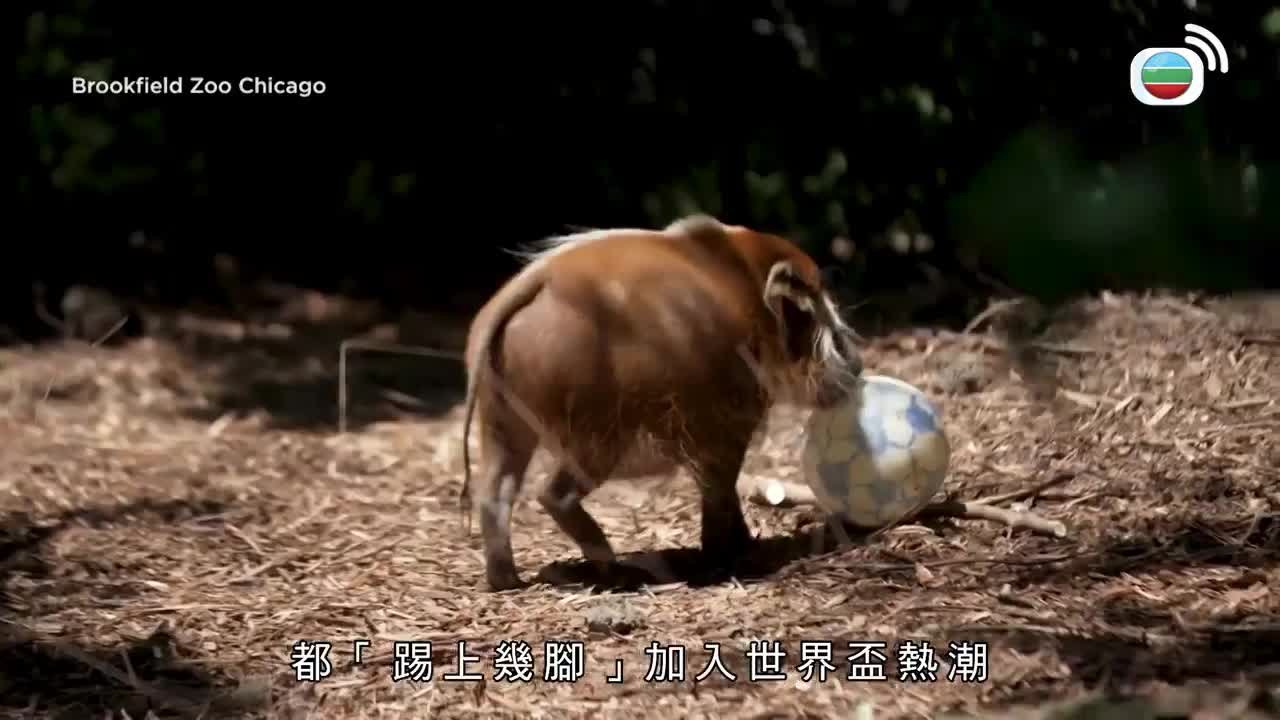 06.11.2026