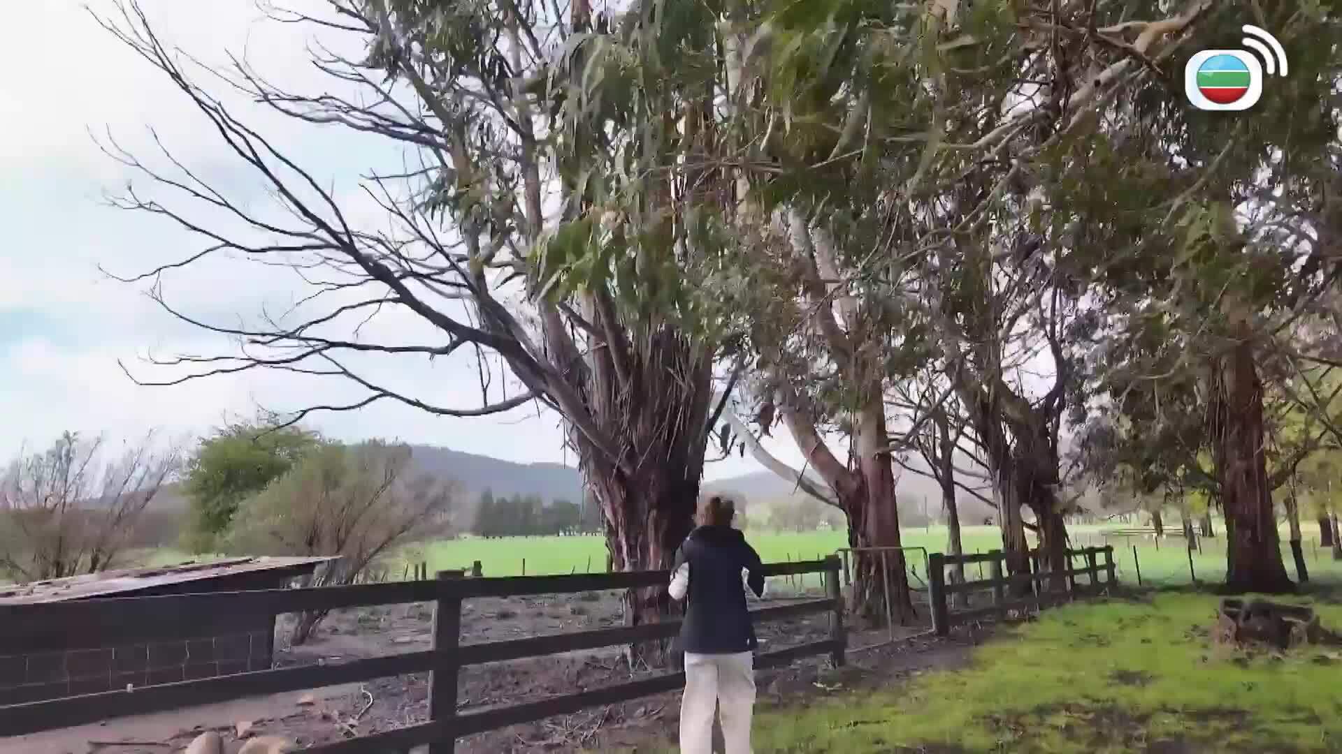 塔斯曼尼亞潮什麼-Hipster Tour - Tasmania