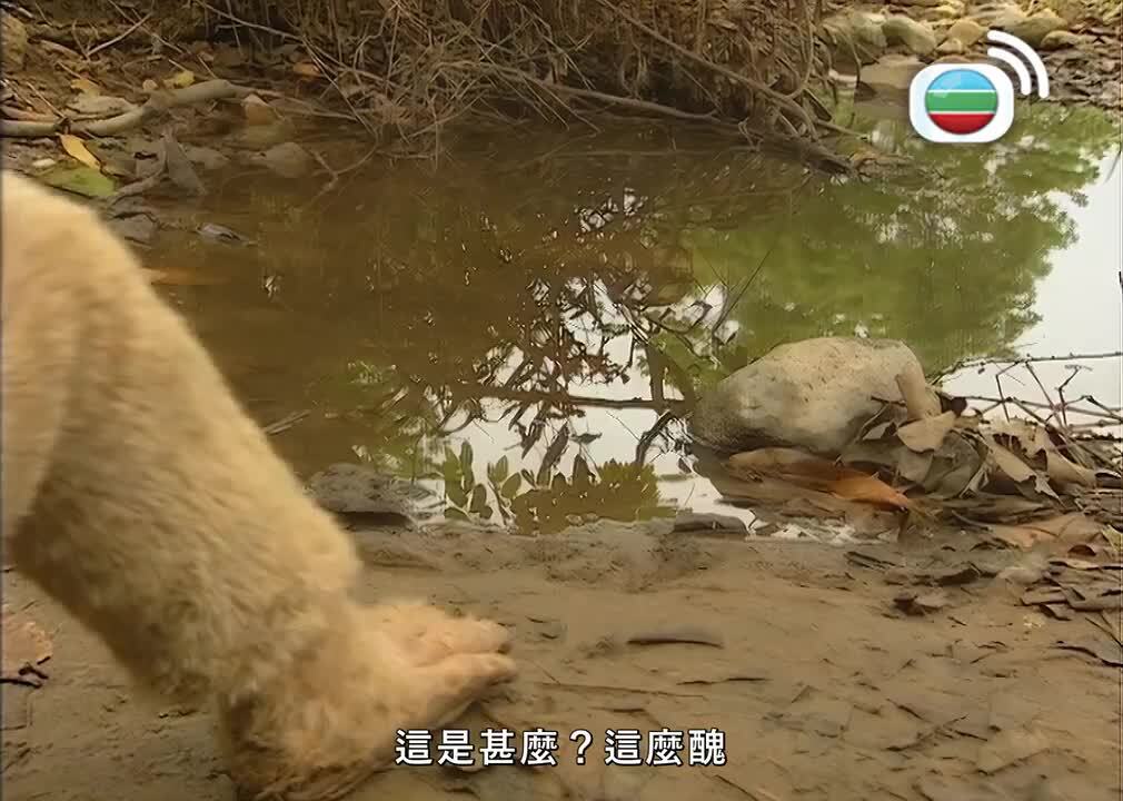 西遊記-Journey To The West