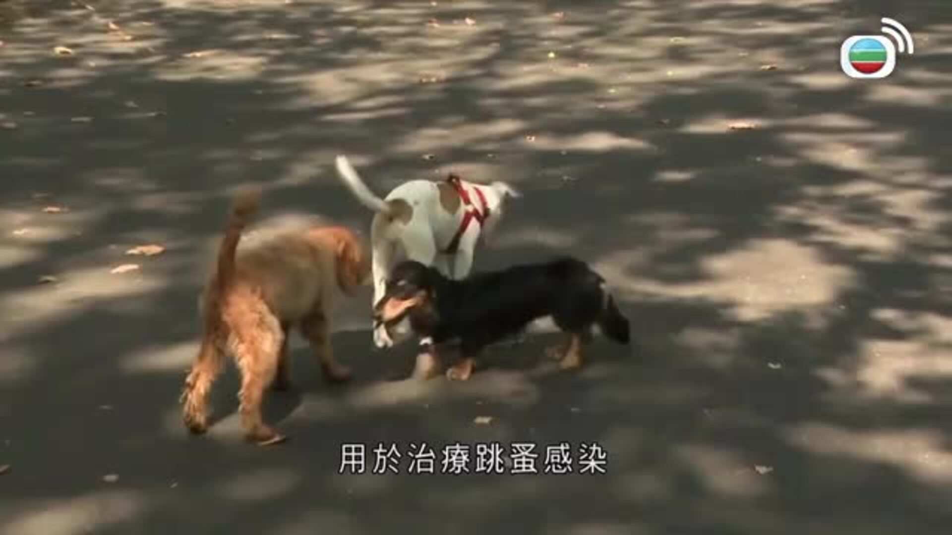 美加新聞-US-Canada News