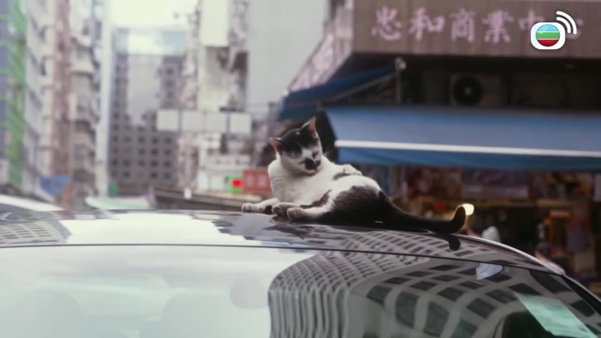 他和她的喵店長-Cat, Me, If You Can Depict The Old Hong Kong