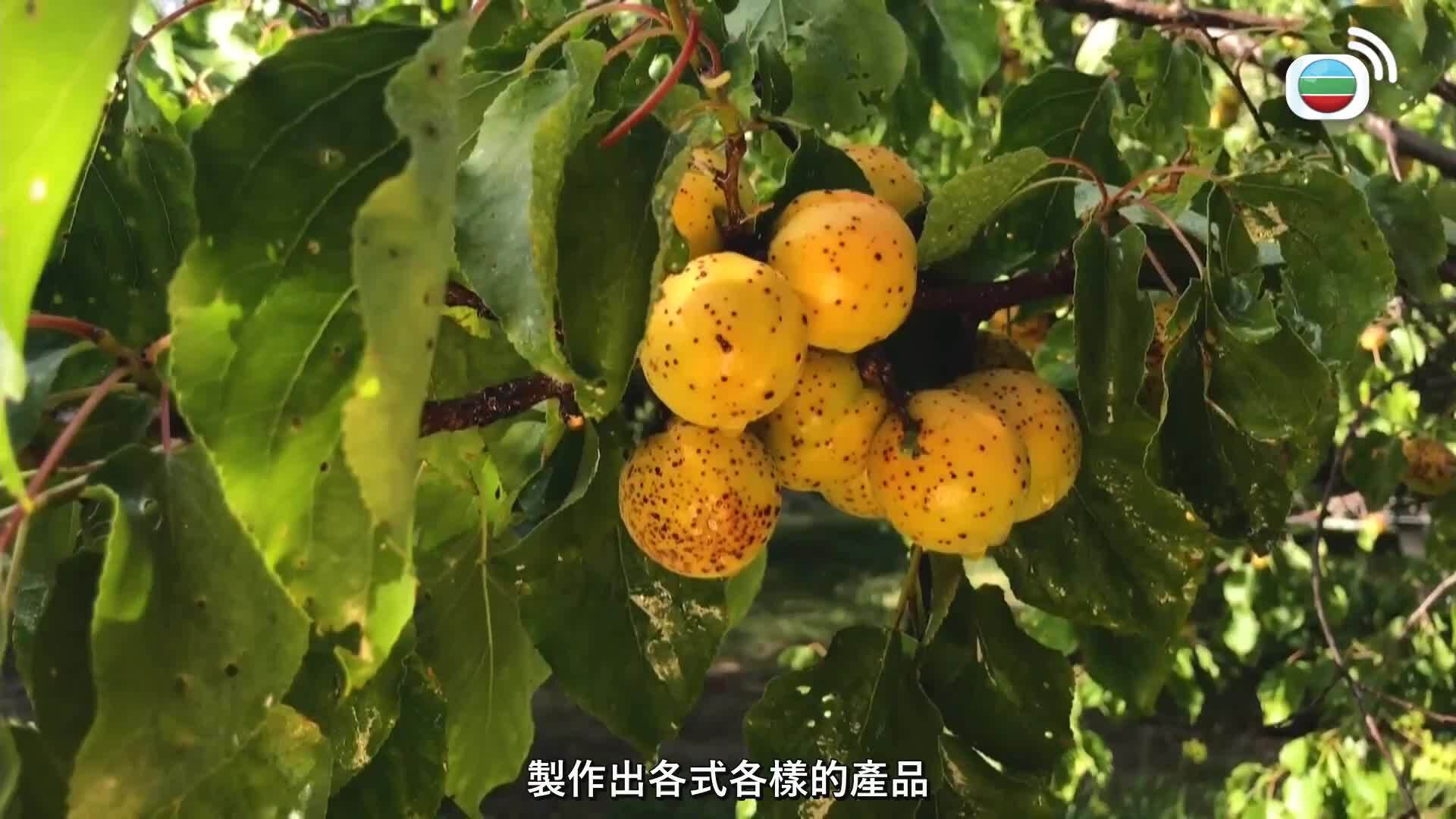 網紅甜卡-Pretty Sweet