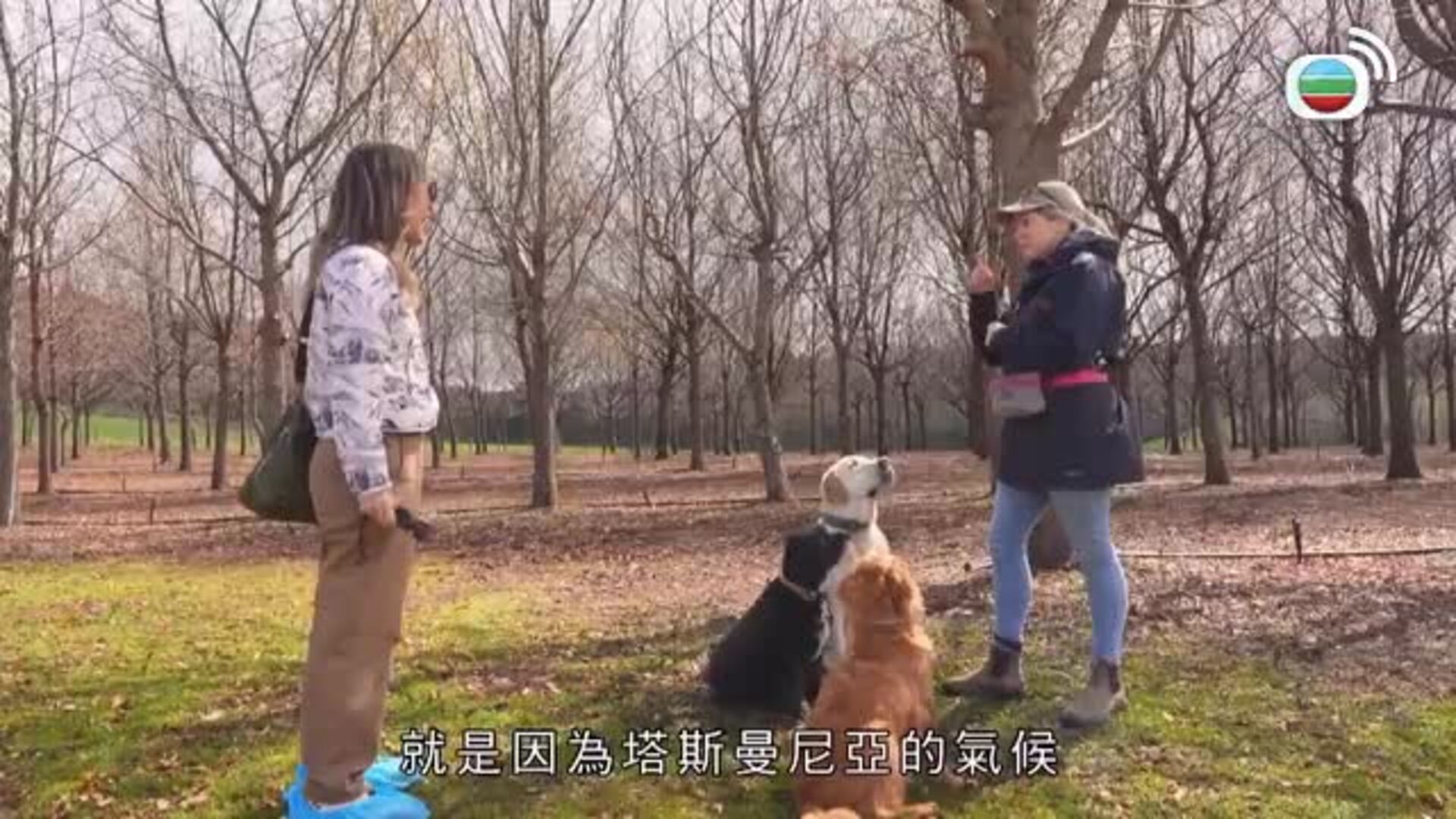 塔斯曼尼亞潮什麼-Hipster Tour - Tasmania