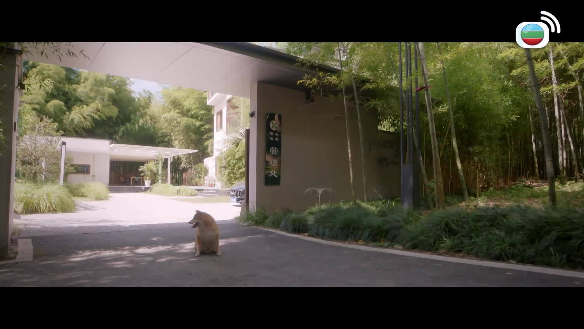 綻放的許開心-Double Happiness