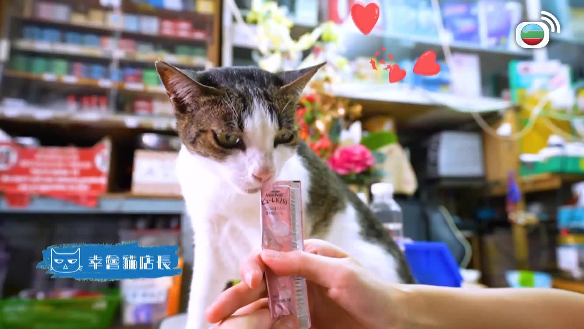 寵你一世-Paws Of Love