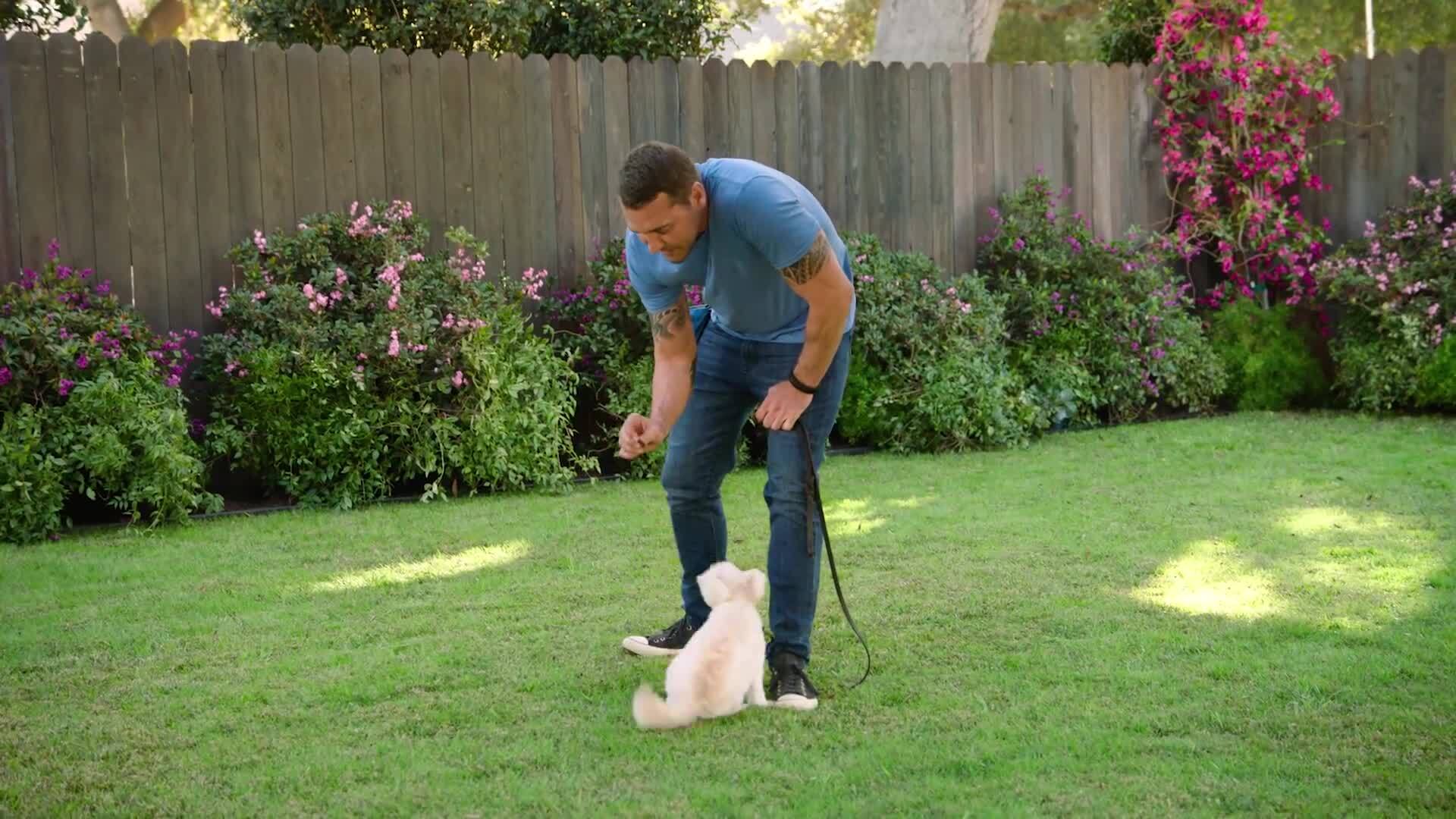 Brandon McMillan's 7 Tips for Teaching Your Dog to Sit - 2022 ...