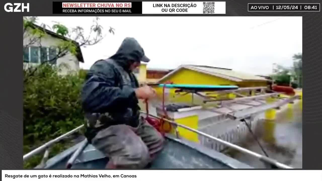 VÍDEO: voluntário caminha sobre muro e pula na água para resgatar gata  presa há dias em Canoas | GZH