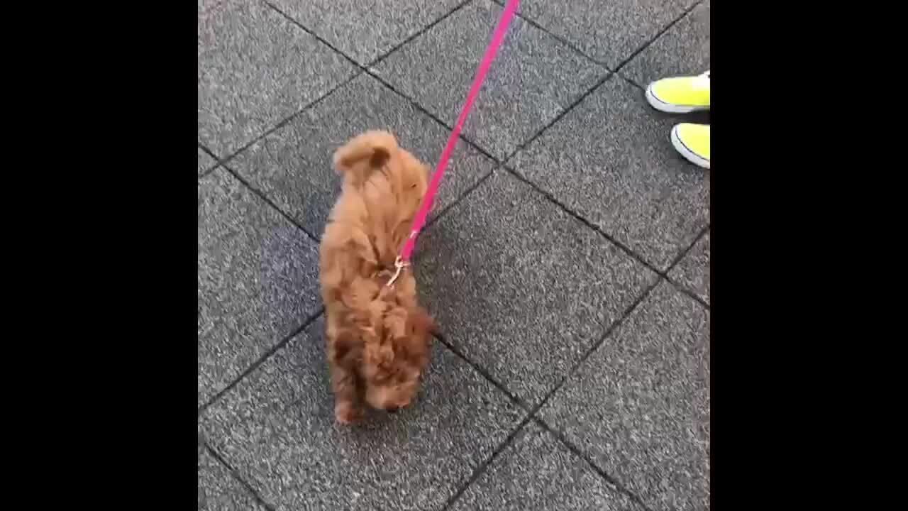 店員の 飼いやすい の言葉で迎えたトイプーの子犬 おてんばすぎる様子に戸惑う一家 犬 猫との幸せな暮らしのためのペット情報サイト Sippo