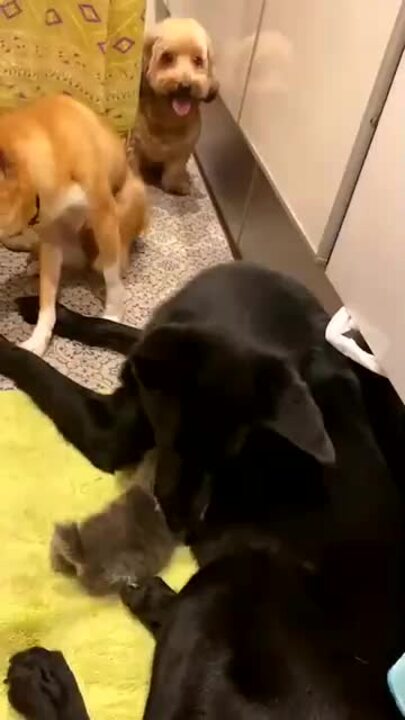 母と子が二人三脚で犬や猫の保護活動 きっかけは虐待を受けていた1匹の犬だった 犬 猫との幸せな暮らしのためのペット情報サイト Sippo 母と子が二人三脚で犬や猫の保護活動 きっかけは虐待を受けていた1匹の犬だった 犬 猫との幸せな暮らしのためのペット情報サイト Sippo