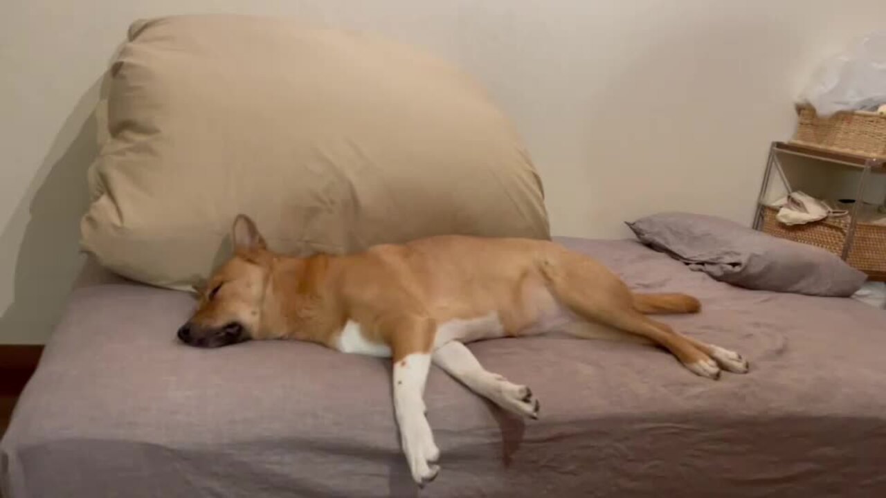 犬も猫も人も全員ぬくぬく 福が穴をあけて5年 ついにベッドを新調 犬 猫との幸せな暮らしのためのペット情報サイト Sippo 犬も猫も人も全員ぬくぬく 福が穴をあけて5年 ついにベッドを新調 犬 猫との幸せな暮らしのためのペット情報サイト Sippo