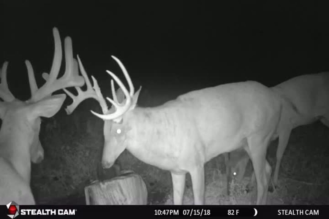 The Buck That Never Shed Its Antlers