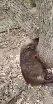 Beaver Crushed by Falling Tree 