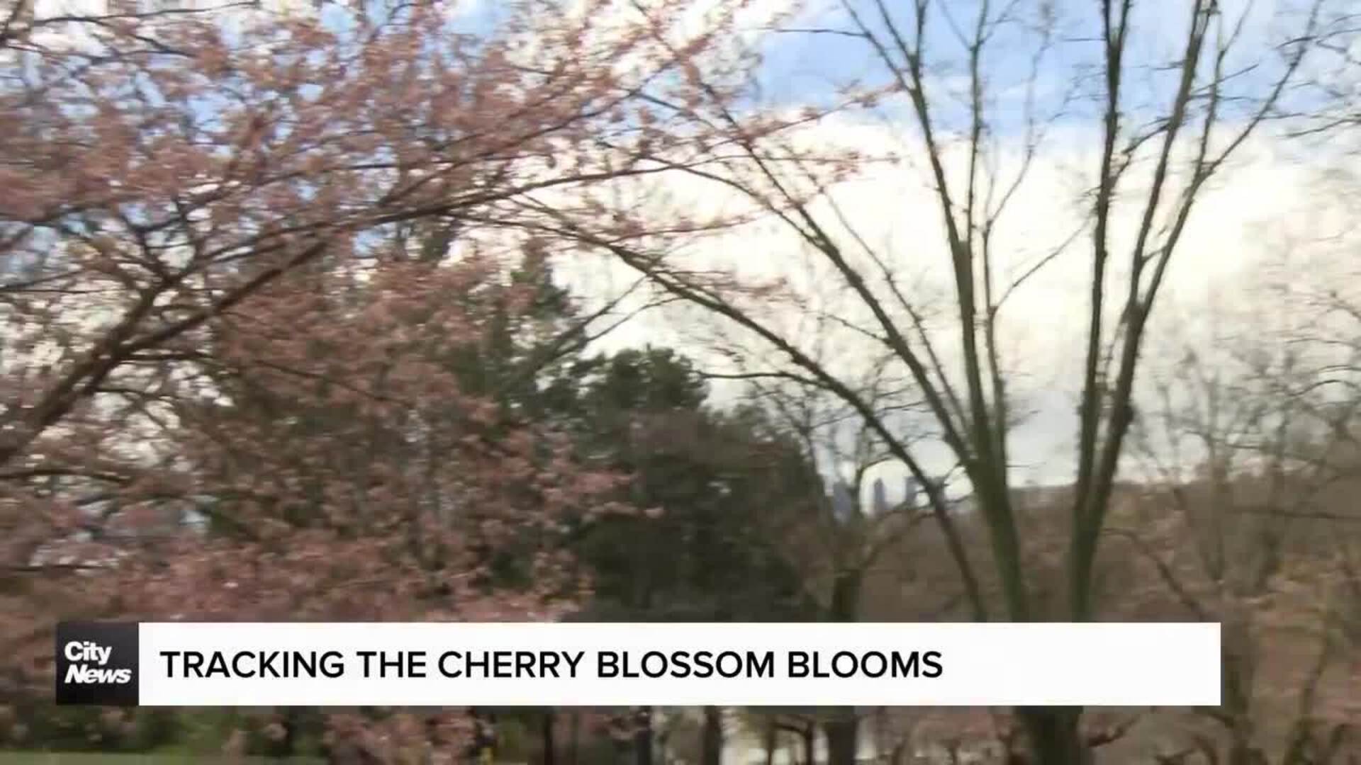 Tracking High Park’s cherry blossoms