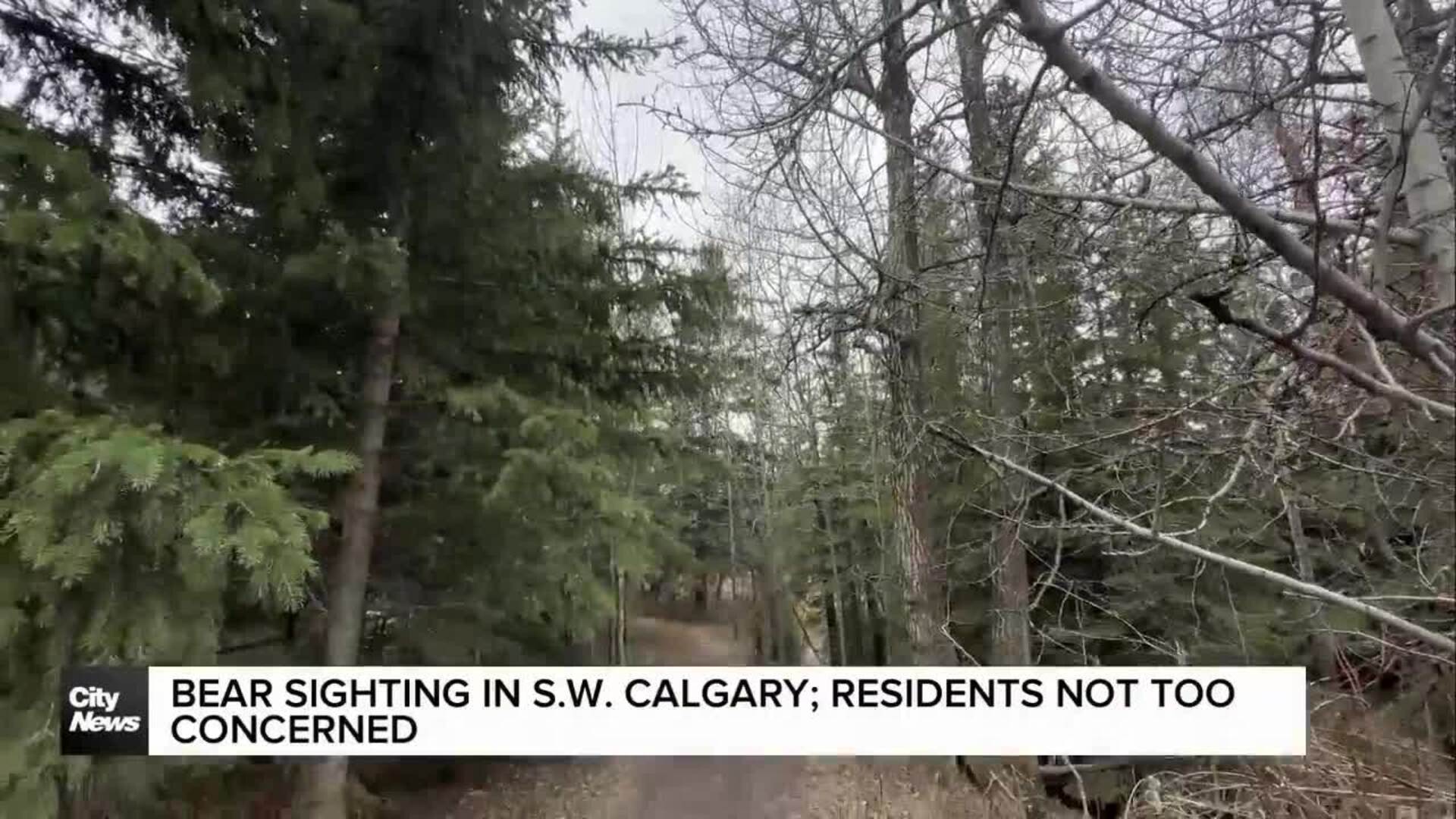 Bear sighting in SW Calgary; residents not too concerned