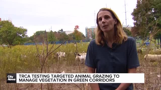 TRCA testing targeted animal grazing to manage vegetation in green corridors