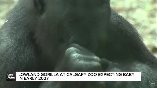 Lowland Gorilla at Calgary Zoo expecting baby in early 2027